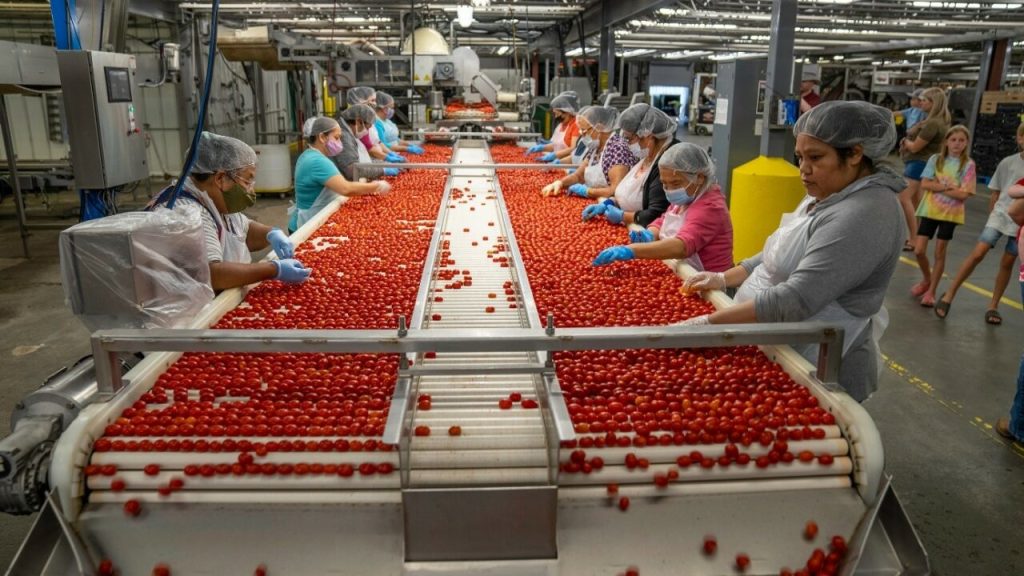 triple-e-training-abet-level-2-and-progressing-workers-sorting-tomatoes