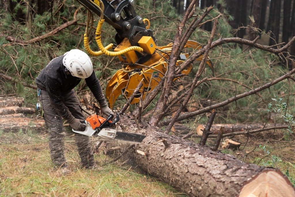 triple-e-training-access-to-adult-education-programs-lumberjack-at-work-with-chainsaw
