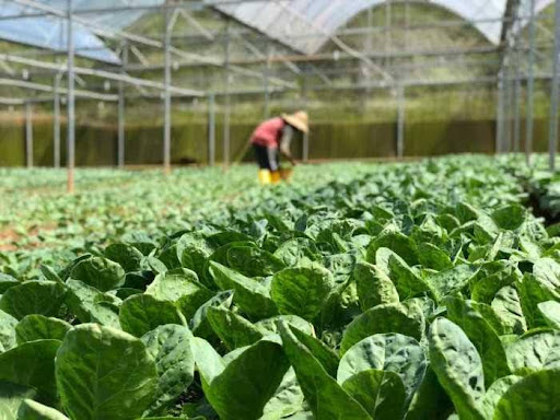 GETC AET streamlines farming operations field of leaves