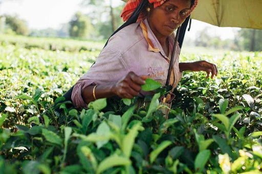 GETC AET streamlines farming operations lady picking leaves